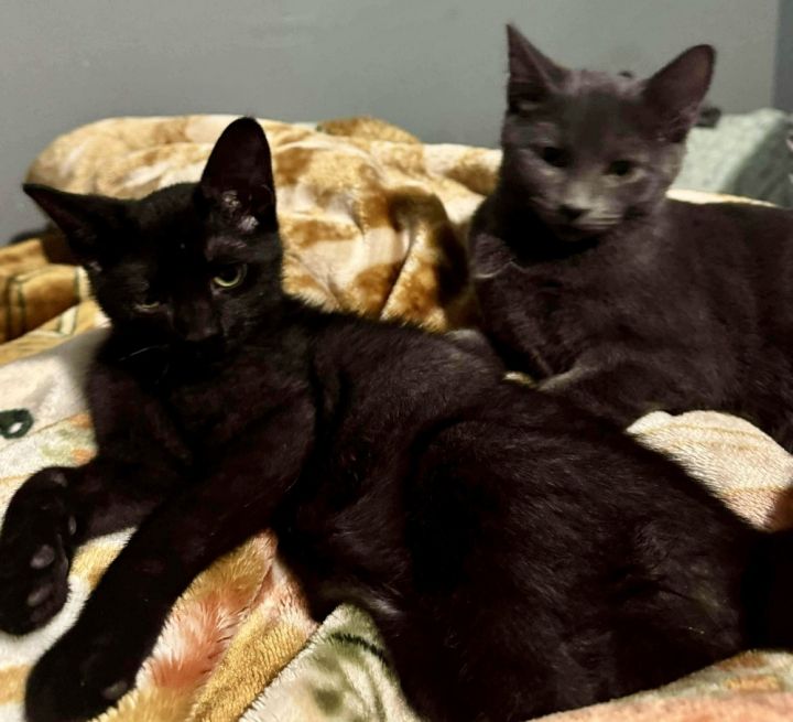 Venice bonded pair with Kingston 5