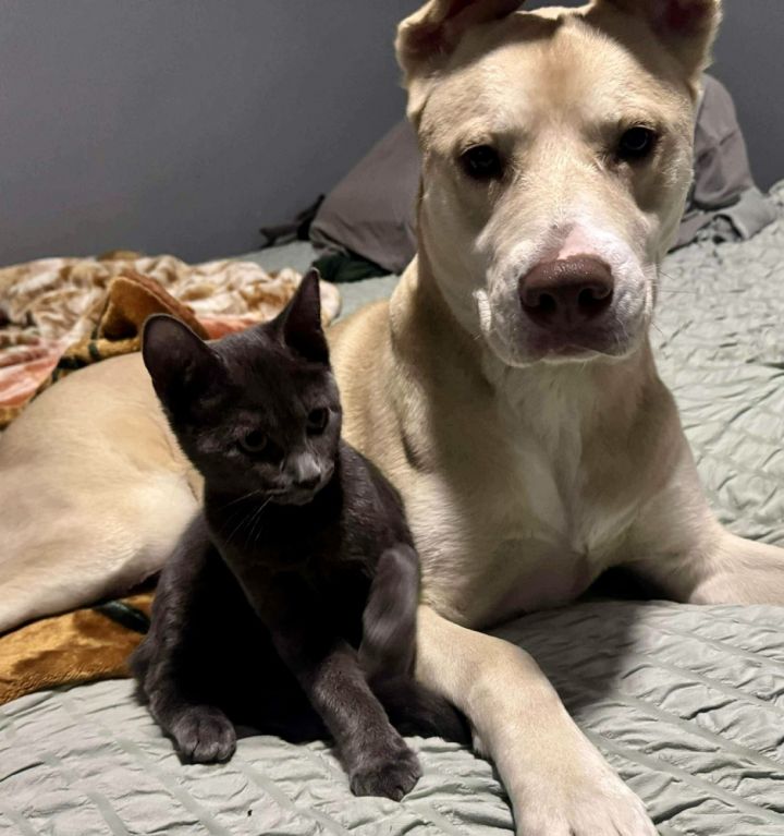 Venice bonded pair with Kingston 6