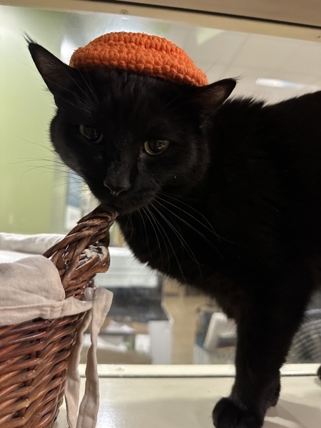 Kira, an adoptable Domestic Short Hair in Duluth, MN, 55802 | Photo Image 1