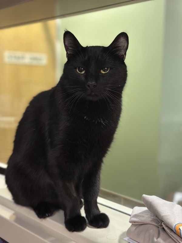 Kira, an adoptable Domestic Short Hair in Duluth, MN, 55802 | Photo Image 2
