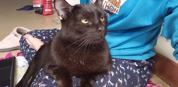 Kira, an adoptable Domestic Short Hair in Duluth, MN, 55802 | Photo Image 3