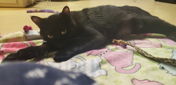 Kira, an adoptable Domestic Short Hair in Duluth, MN, 55802 | Photo Image 4