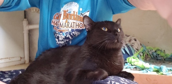 Kira, an adoptable Domestic Short Hair in Duluth, MN, 55802 | Photo Image 5