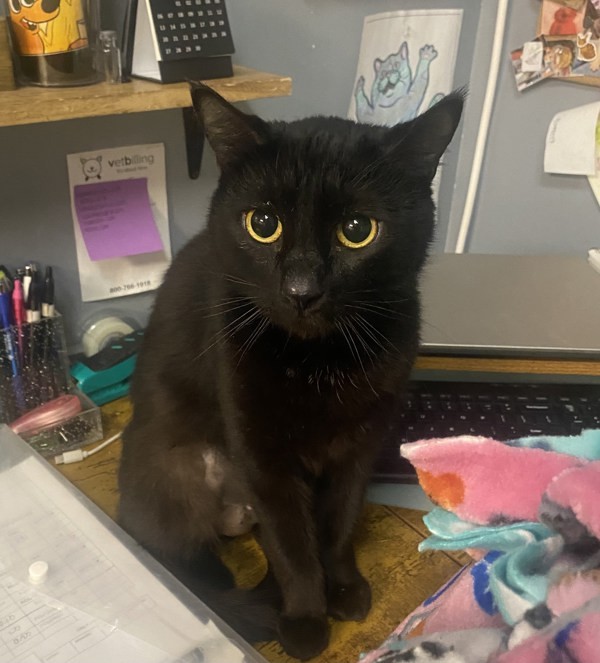 Kira, an adoptable Domestic Short Hair in Duluth, MN, 55802 | Photo Image 6