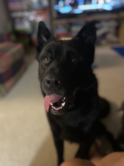 Frank (bonded to Chloe)