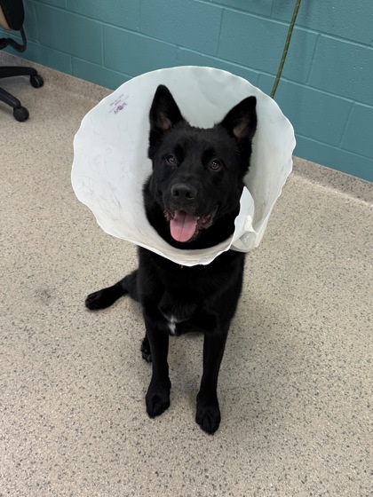 Frank (bonded to Chloe)