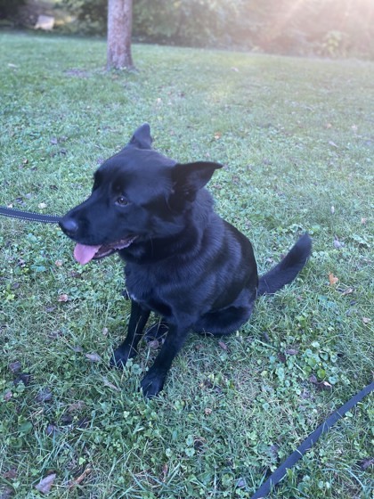 Frank (bonded to Chloe)