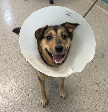 Chloe (bonded to Frank)