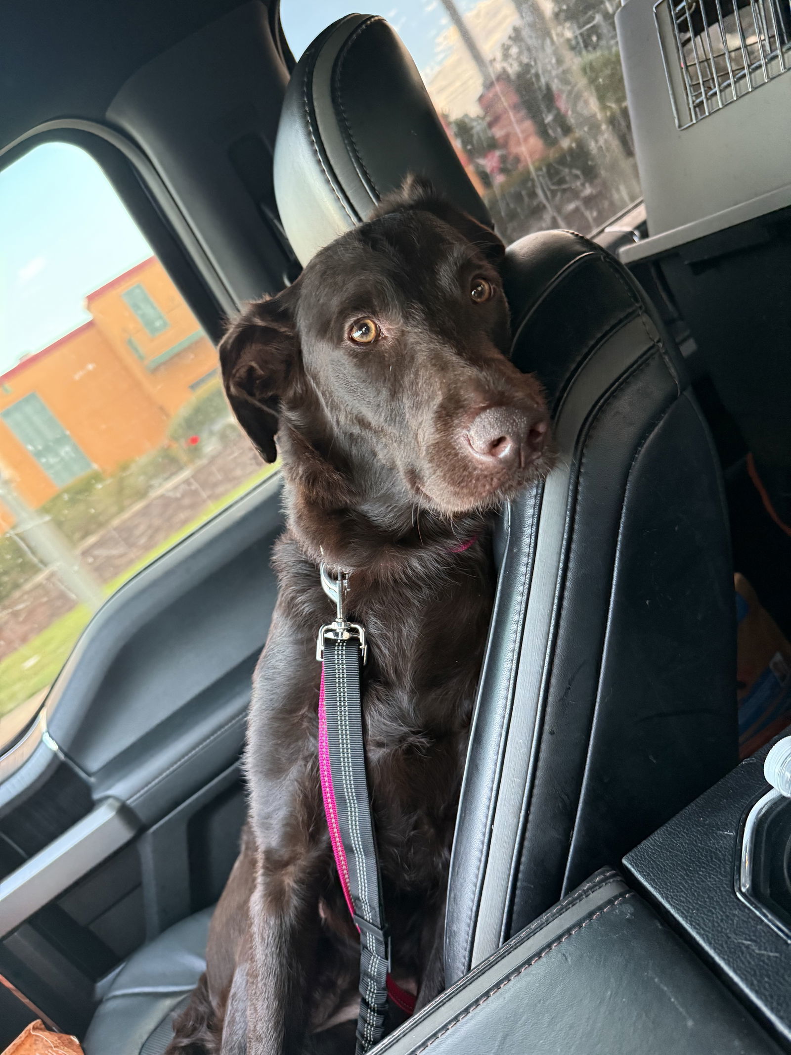 Murphy Girl