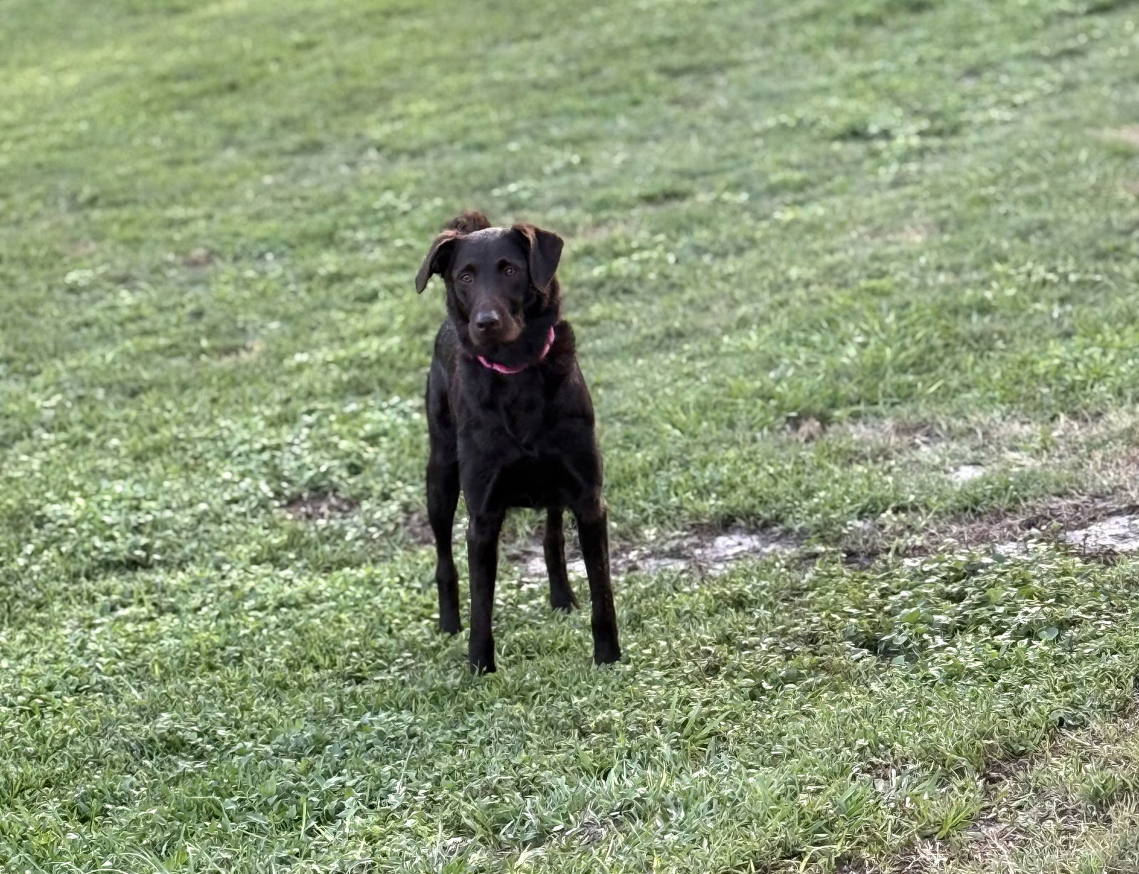 Murphy Girl