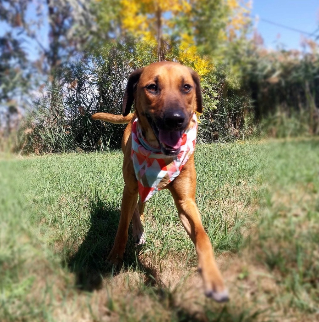 Tootsie