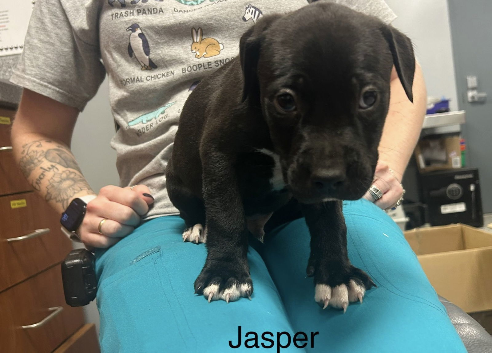 Jasper
