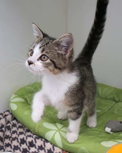 Catarina