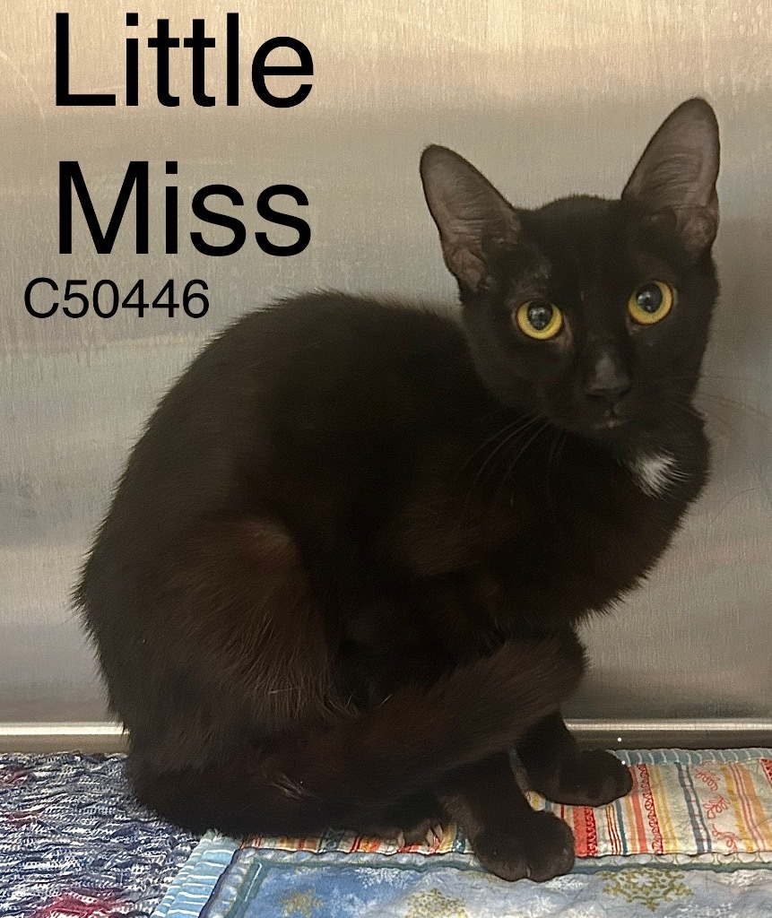 Little Miss