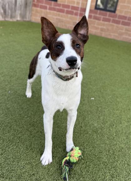 Pot Pie, an adoptable Mixed Breed in Hutchinson, KS, 67504 | Photo Image 1