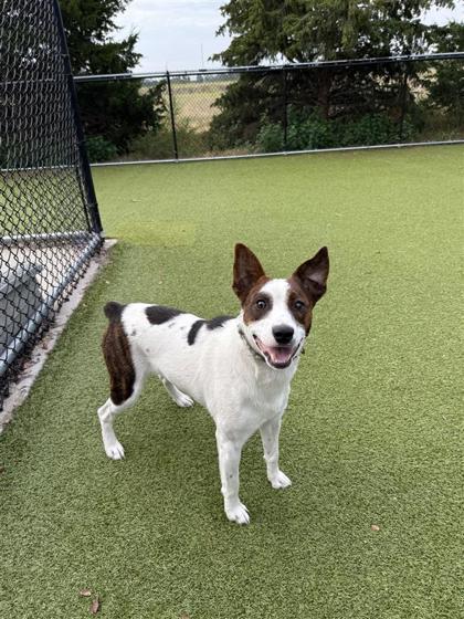 Pot Pie, an adoptable Mixed Breed in Hutchinson, KS, 67504 | Photo Image 2