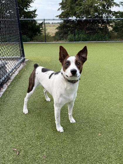 Pot Pie, an adoptable Mixed Breed in Hutchinson, KS, 67504 | Photo Image 3