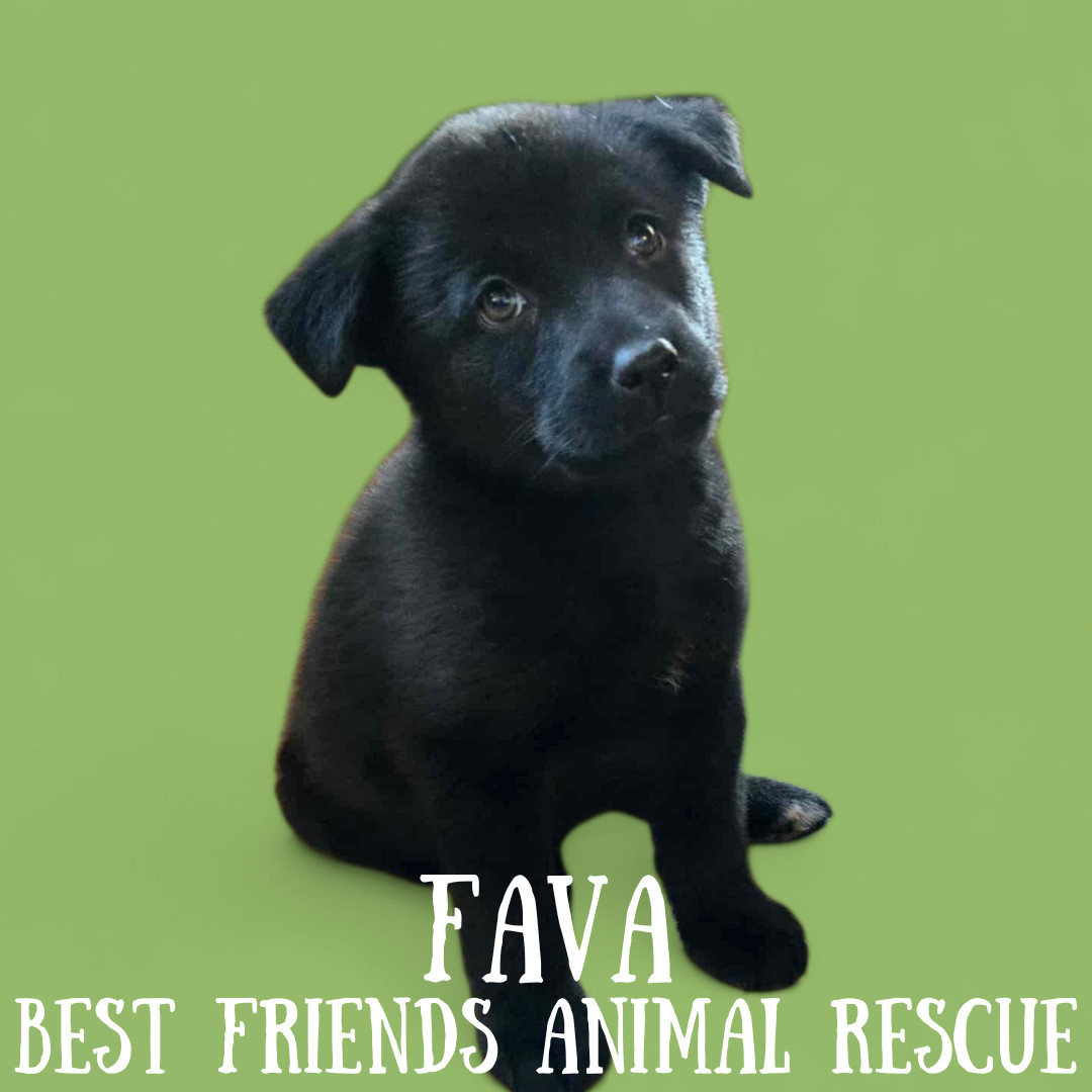Fava
