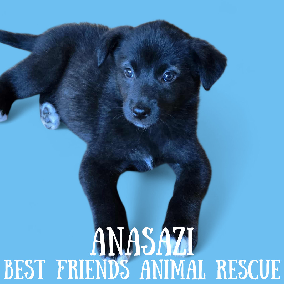 Anasazi, an adoptable Husky, Labrador Retriever in Wasilla, AK, 99654 | Photo Image 1
