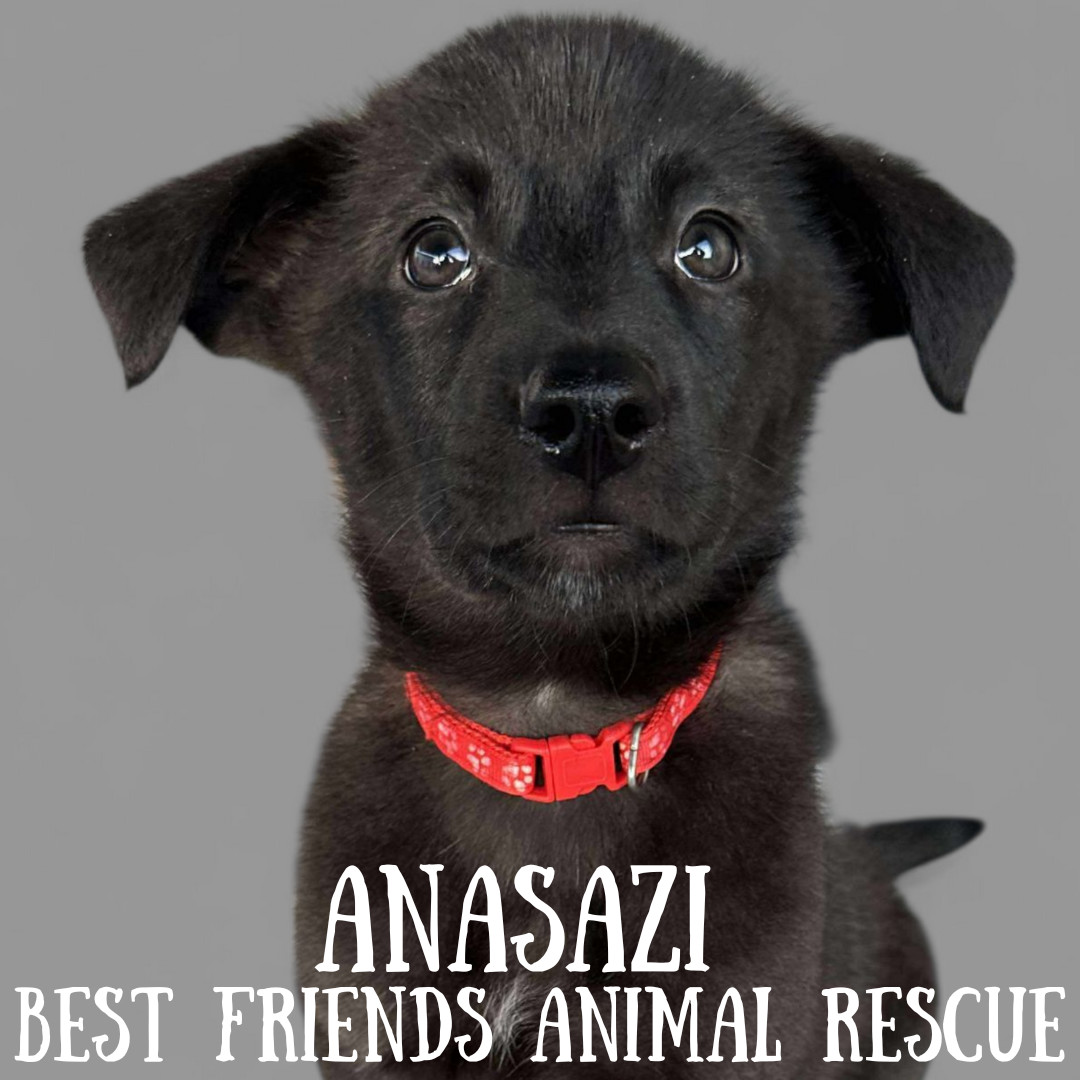 Anasazi, an adoptable Husky, Labrador Retriever in Wasilla, AK, 99654 | Photo Image 2