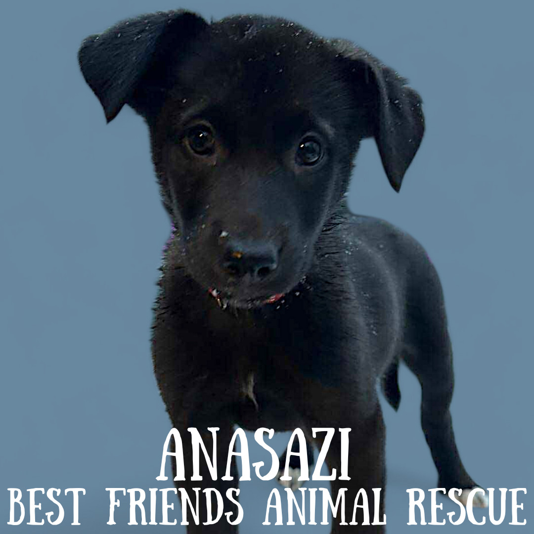 Anasazi, an adoptable Husky, Labrador Retriever in Wasilla, AK, 99654 | Photo Image 3