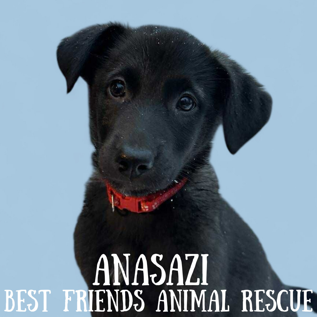 Anasazi, an adoptable Husky, Labrador Retriever in Wasilla, AK, 99654 | Photo Image 4