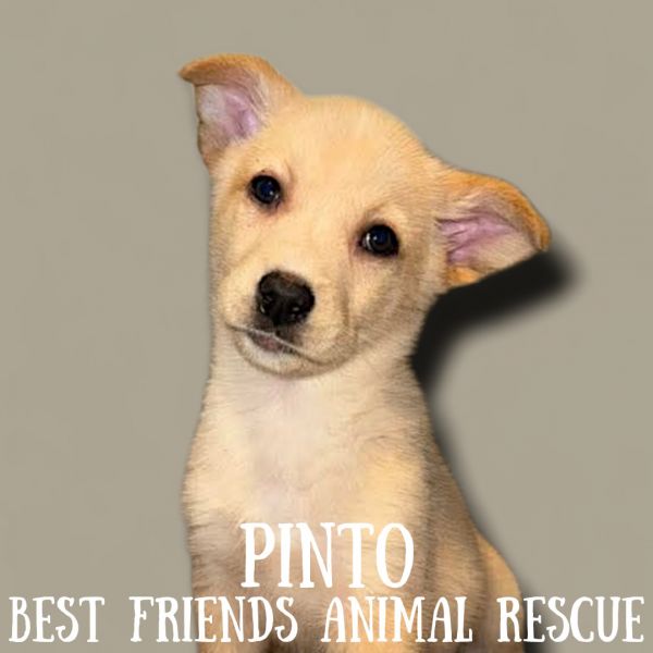 Pinto photo 1