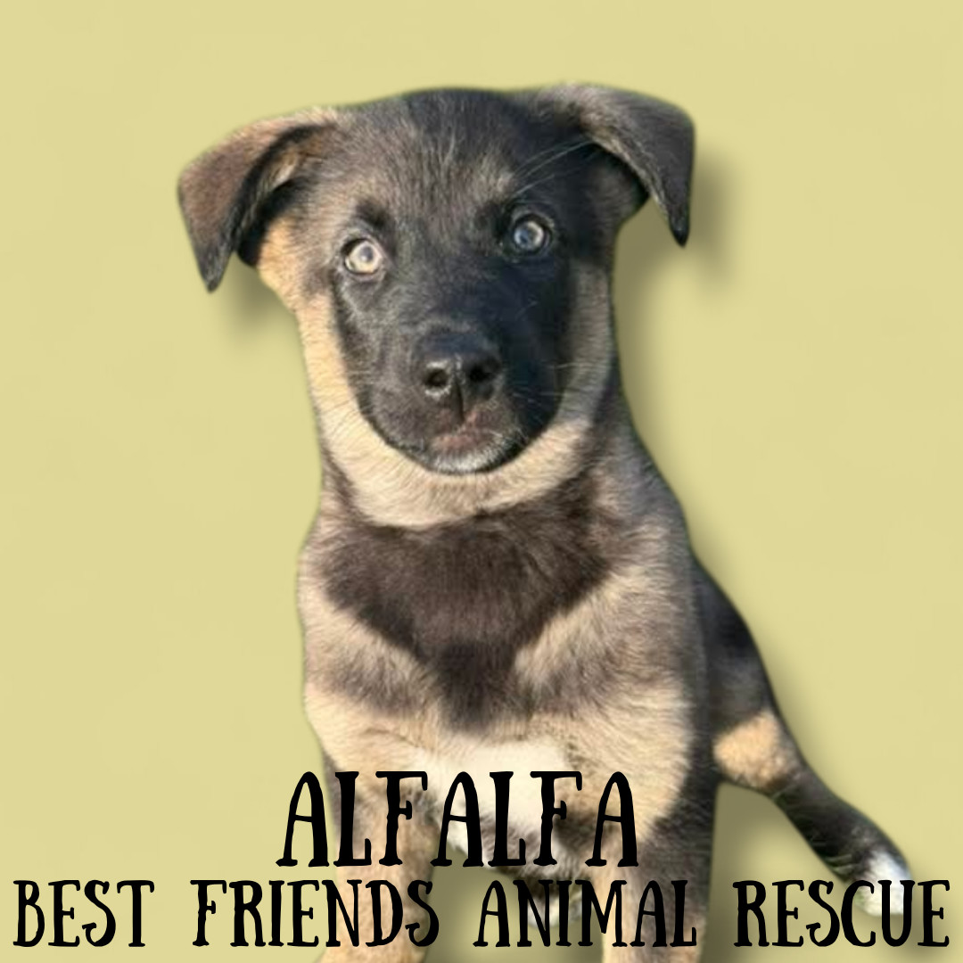Alfalfa, an adoptable Husky, Labrador Retriever in Wasilla, AK, 99654 | Photo Image 2