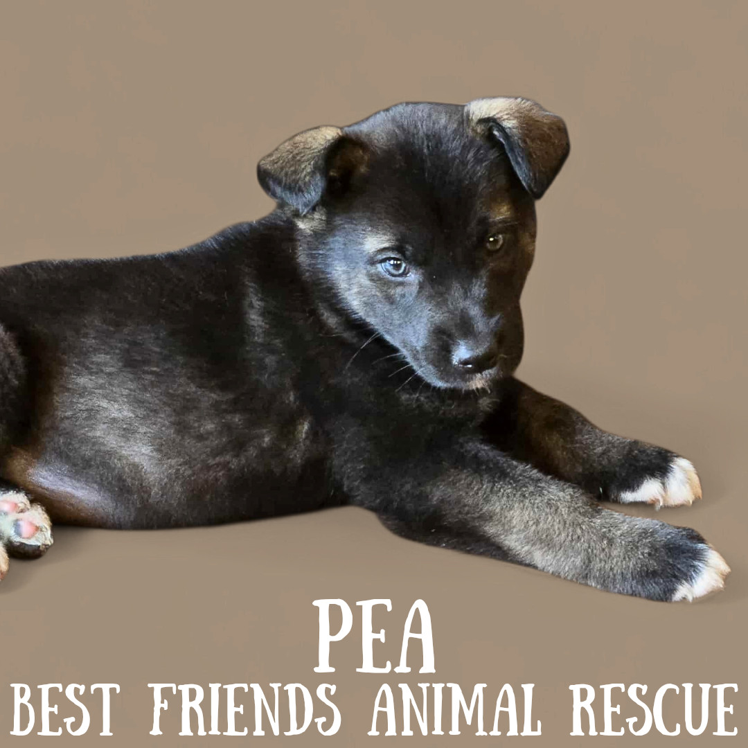 Pea, an adoptable Husky, Labrador Retriever in Wasilla, AK, 99654 | Photo Image 1