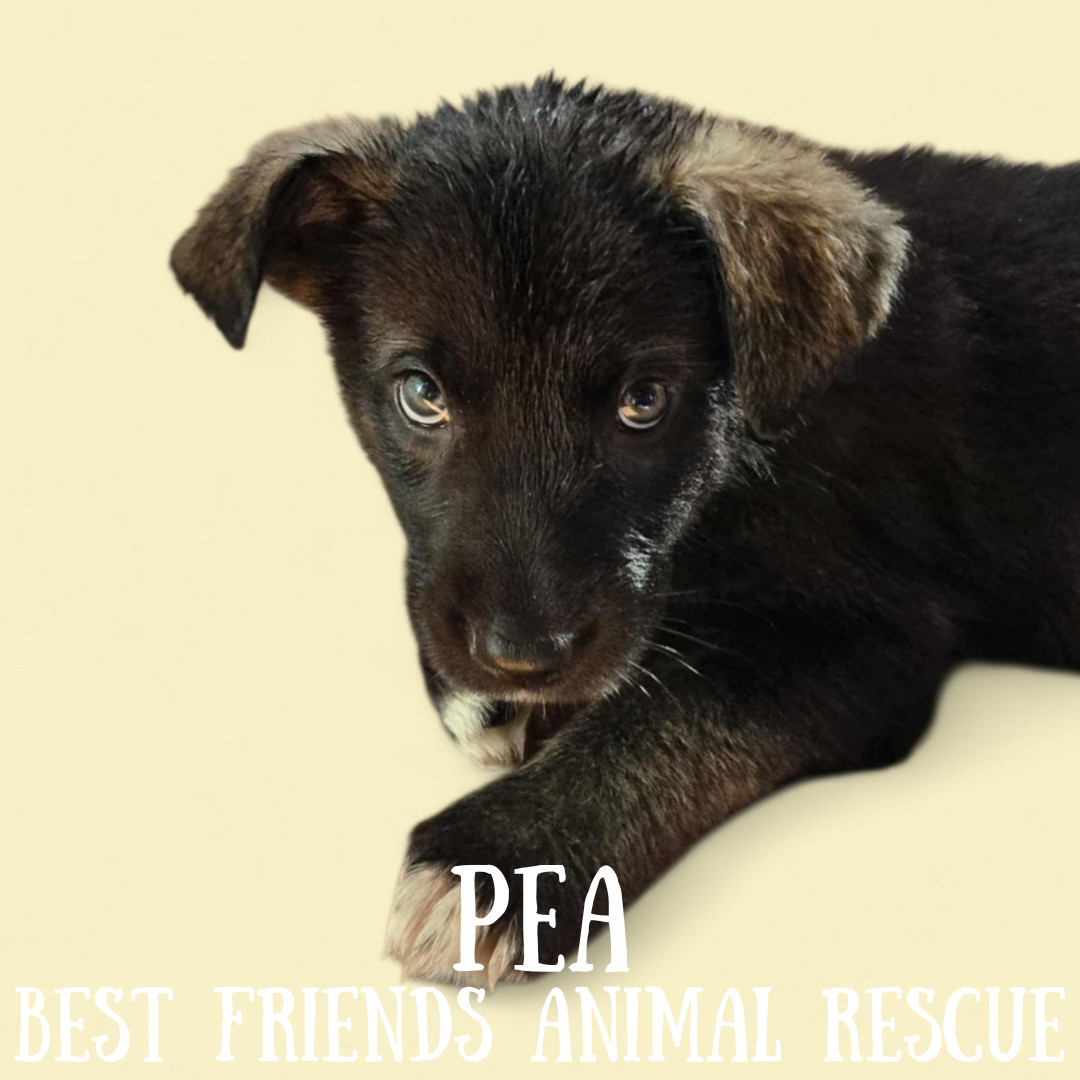 Pea, an adoptable Husky, Labrador Retriever in Wasilla, AK, 99654 | Photo Image 2