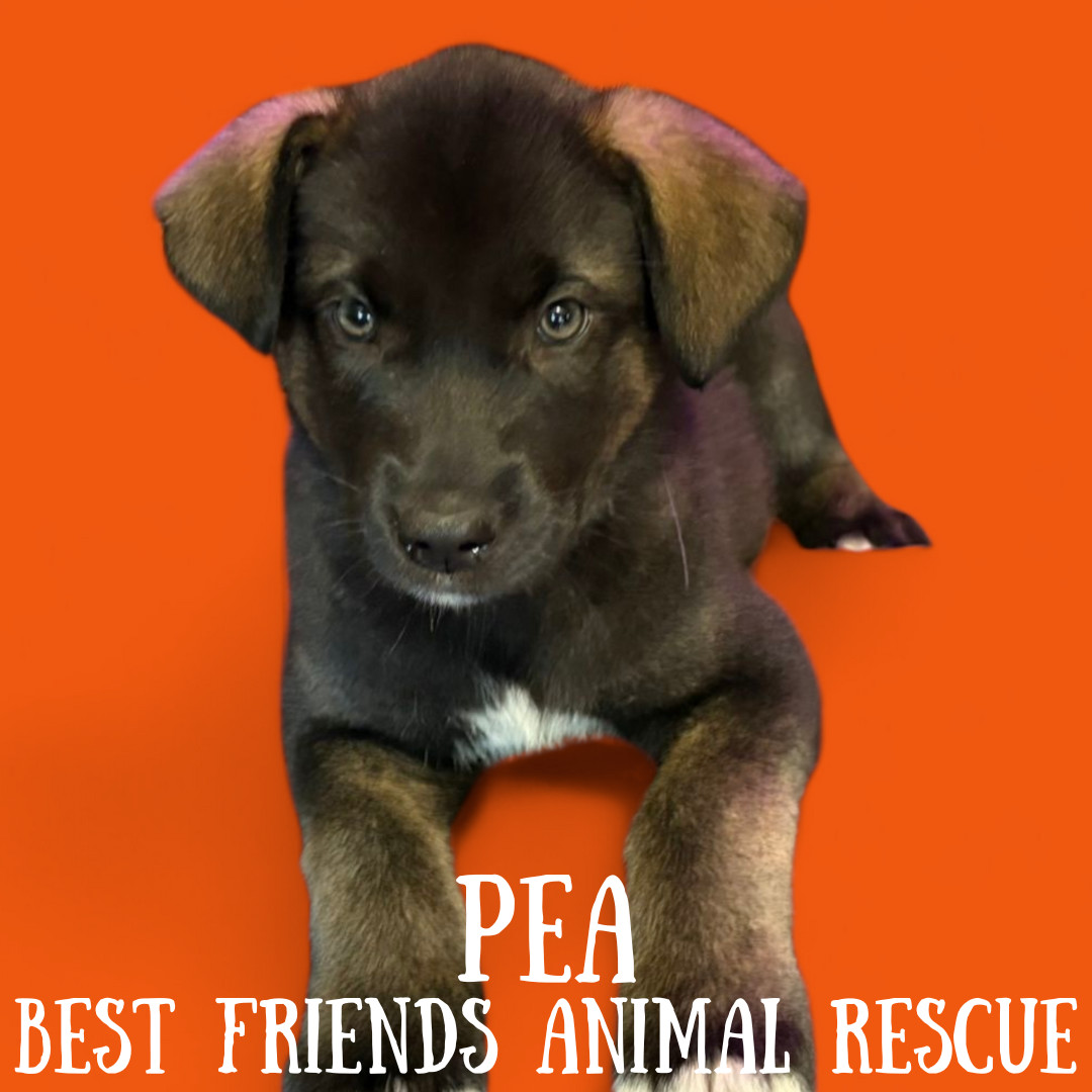 Pea, an adoptable Husky, Labrador Retriever in Wasilla, AK, 99654 | Photo Image 3