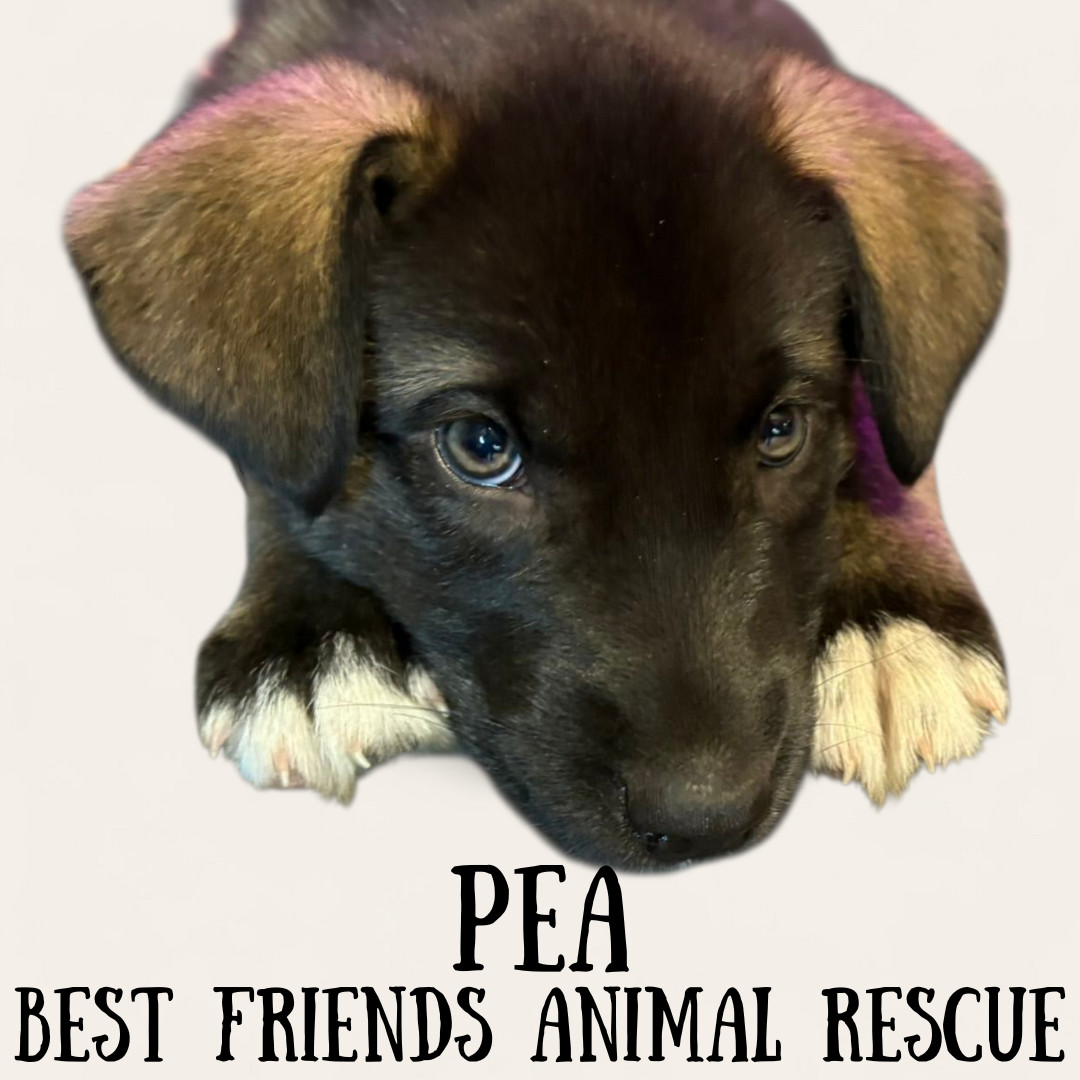 Pea, an adoptable Husky, Labrador Retriever in Wasilla, AK, 99654 | Photo Image 4