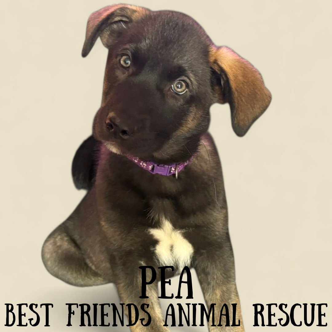 Pea, an adoptable Husky, Labrador Retriever in Wasilla, AK, 99654 | Photo Image 5