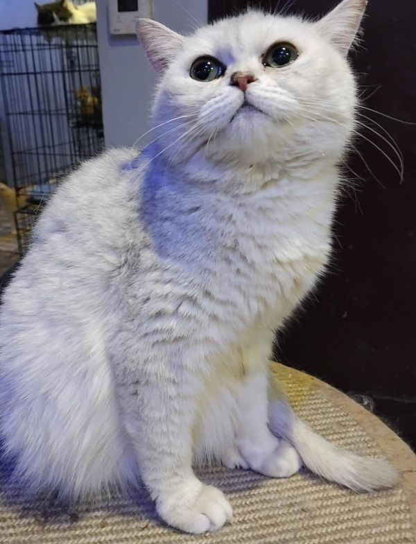 Motara