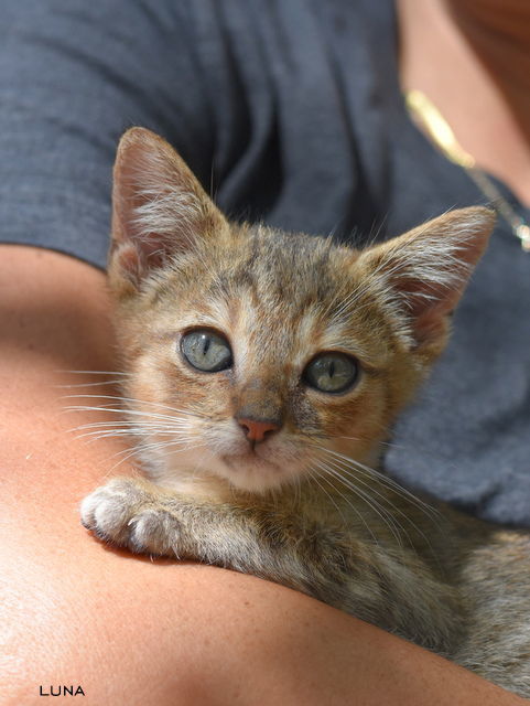 Luna
