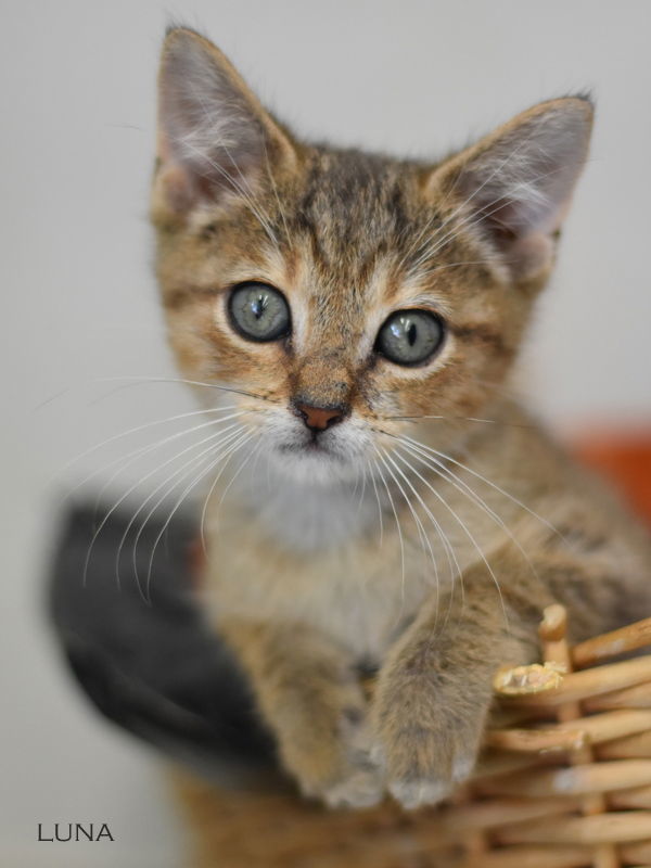Luna