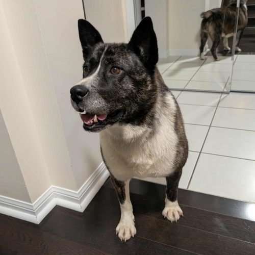 Luna, an adoptable Mixed Breed in King City, ON, L7B 1K5 | Photo Image 2