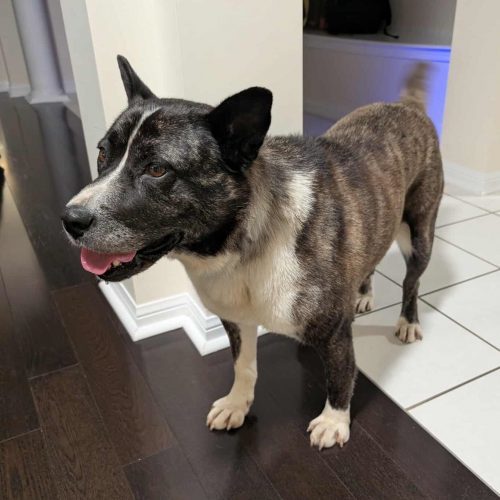 Luna, an adoptable Mixed Breed in King City, ON, L7B 1K5 | Photo Image 3