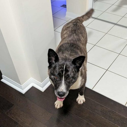 Luna, an adoptable Mixed Breed in King City, ON, L7B 1K5 | Photo Image 4