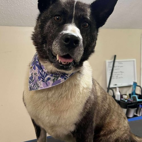 Luna, an adoptable Mixed Breed in King City, ON, L7B 1K5 | Photo Image 6