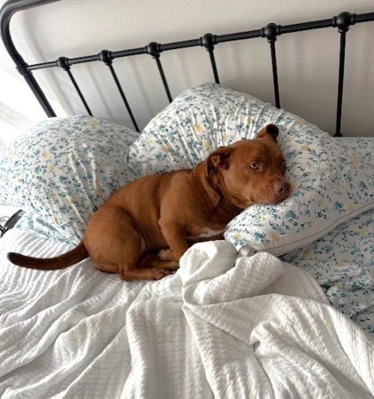 Bowie