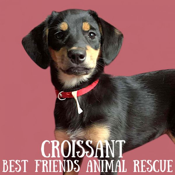 Croissant thumbnail 2