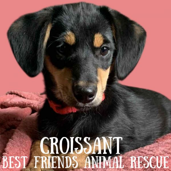 Croissant thumbnail 3