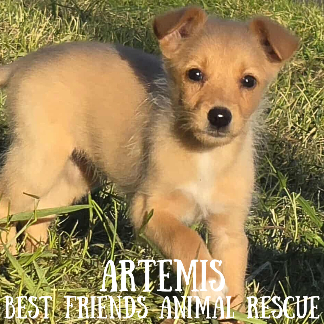 Artemis, an adoptable Miniature Poodle in Wasilla, AK, 99654 | Photo Image 1