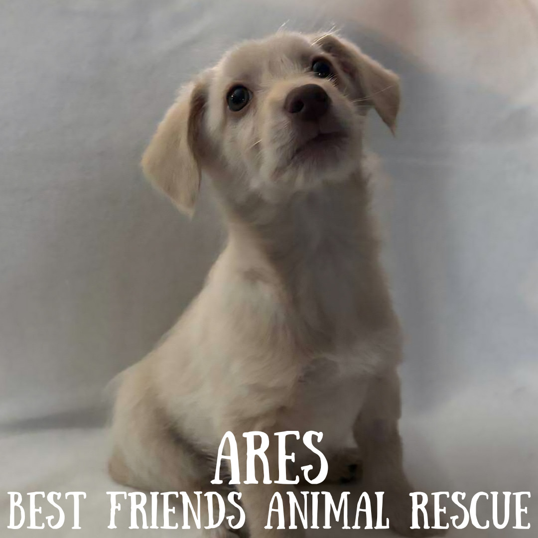 Ares, an adoptable Miniature Poodle in Wasilla, AK, 99654 | Photo Image 1