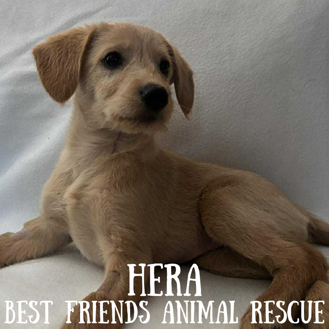 Hera, an adoptable Miniature Poodle in Wasilla, AK, 99654 | Photo Image 1
