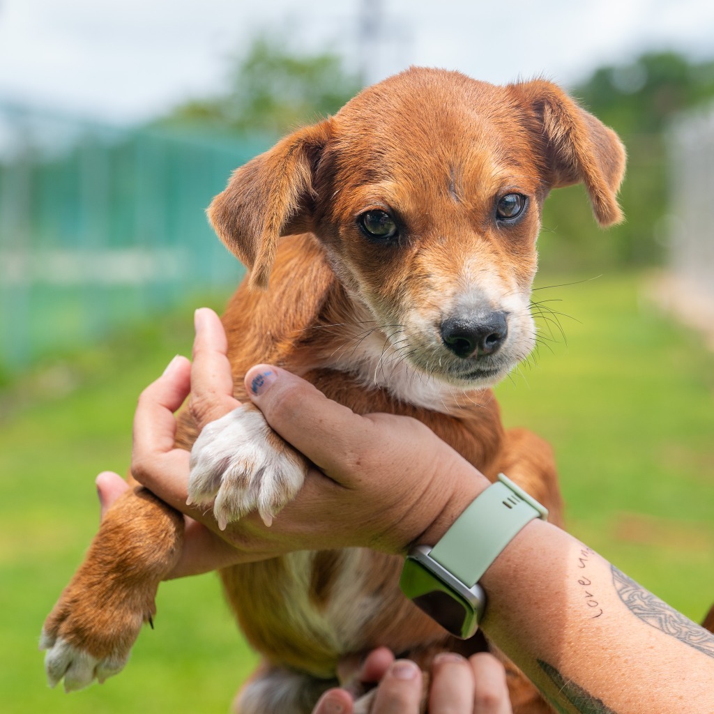Faux, an adoptable Affenpinscher in Mangilao, GU, 96923 | Photo Image 1
