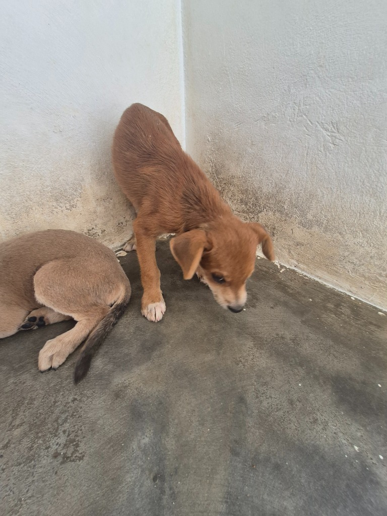 Faux, an adoptable Affenpinscher in Mangilao, GU, 96923 | Photo Image 2