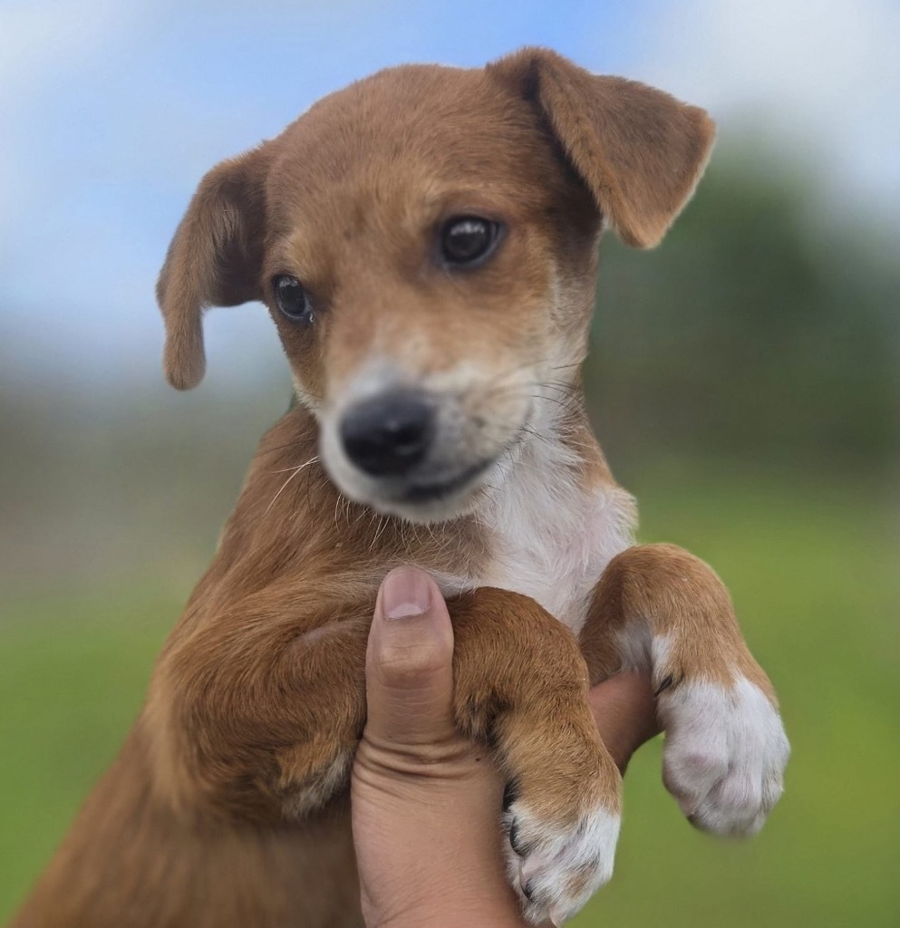 Faux, an adoptable Affenpinscher in Mangilao, GU, 96923 | Photo Image 3