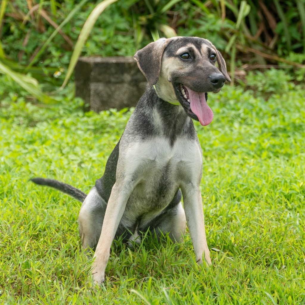 Pierre, an adoptable Affenpinscher in Mangilao, GU, 96923 | Photo Image 1